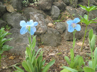 秘境100選 Ver2 | 赤岩園芸のメコノプシス（ヒマラヤの青いケシ）